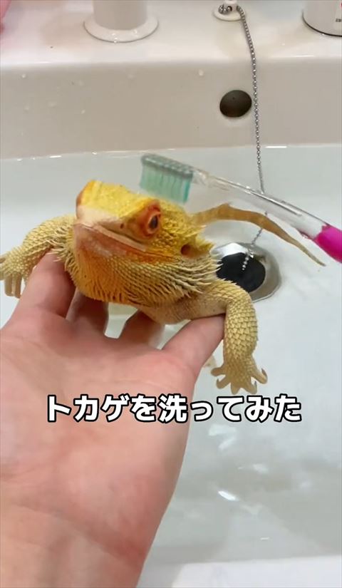 トカゲのお風呂