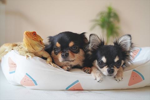 トカゲと犬2匹