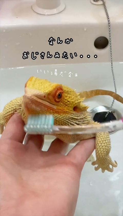 アゴの下はブラシ