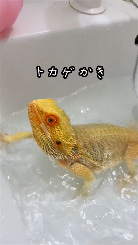 トカゲかきテロップ