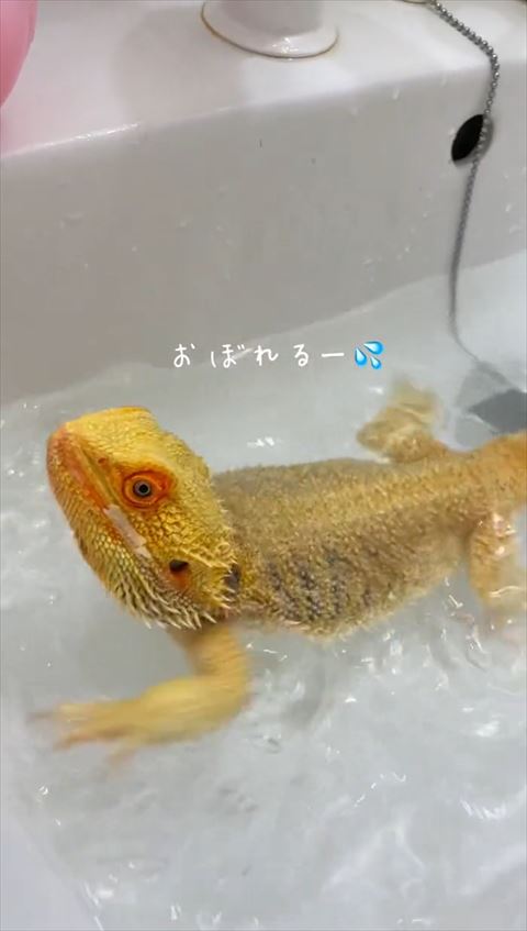 おぼれるテロップ