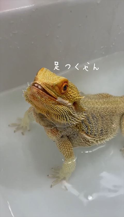 足つくやんテロップ