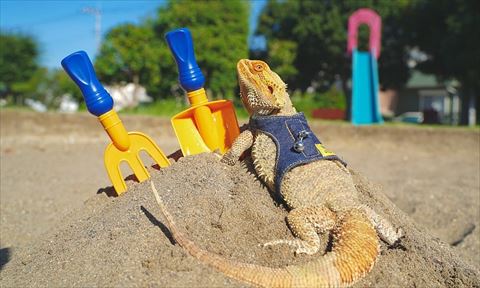 砂場にいるトカゲ