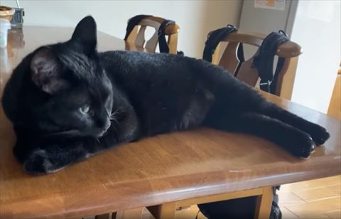 顔をあげる猫ちゃん