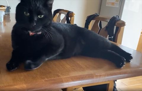 正面見る猫ちゃん