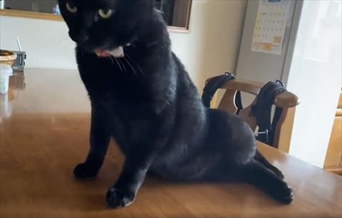 起き上がろうとする猫ちゃん