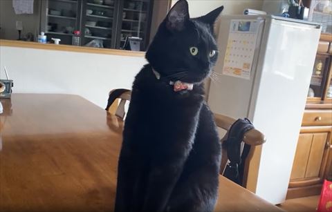 お座りしている猫ちゃん