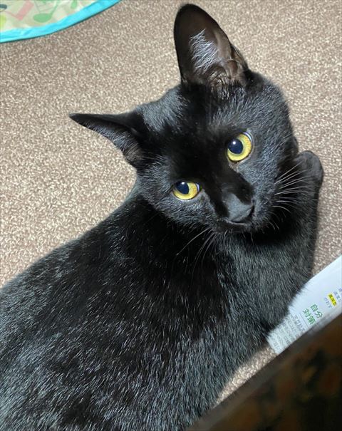 振り返る猫ちゃん