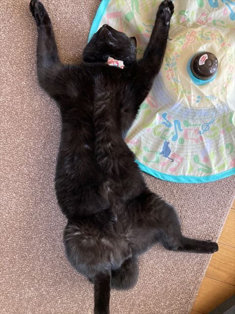 あお向けで寝ている