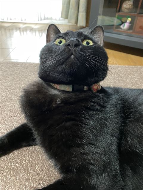 上を見上げている