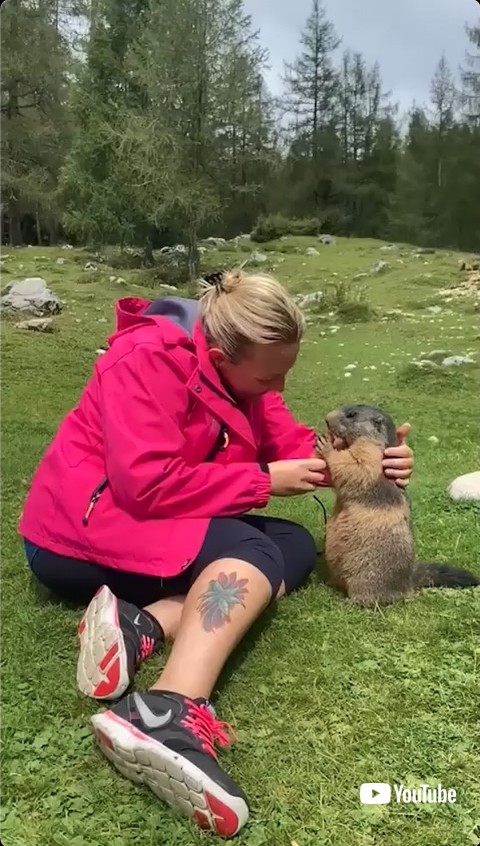 にんじんを食べるマーモット