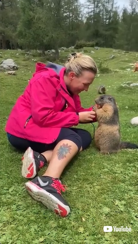 後ろで走るマーモット