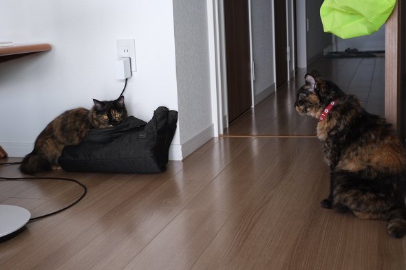 おはようする猫