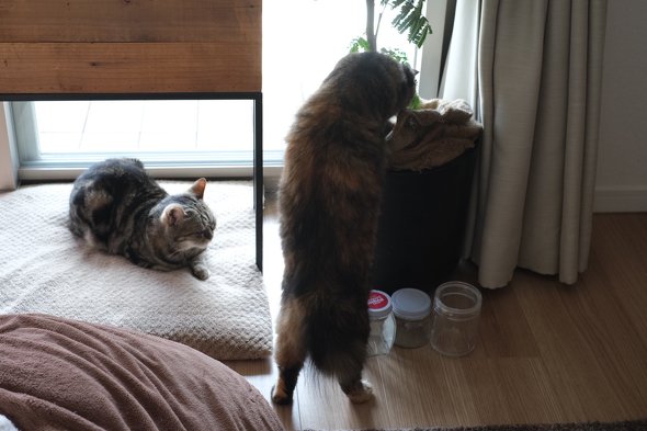 いたずらする猫