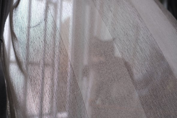 カーテンの裏の猫