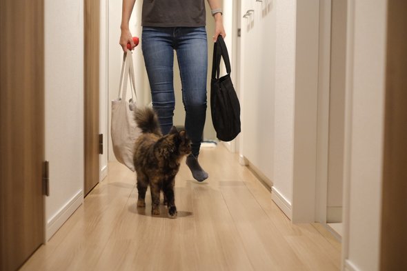 後ろを確認する猫