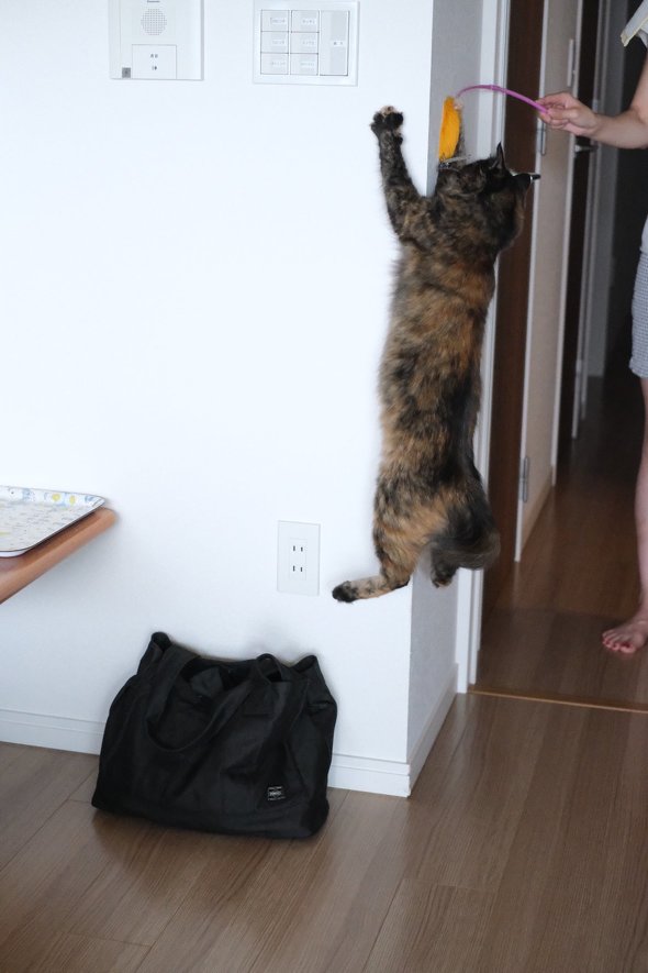 セミみたいな猫