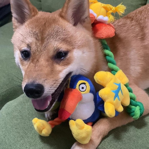 おもちゃまみれ