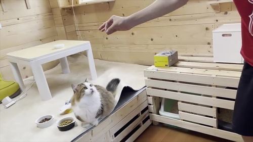 お兄ちゃんを手伝う猫たち