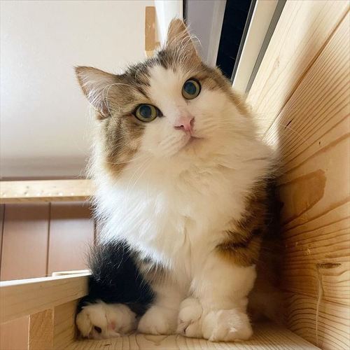 猫