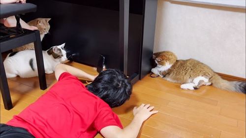 お兄ちゃんを手伝う猫たち