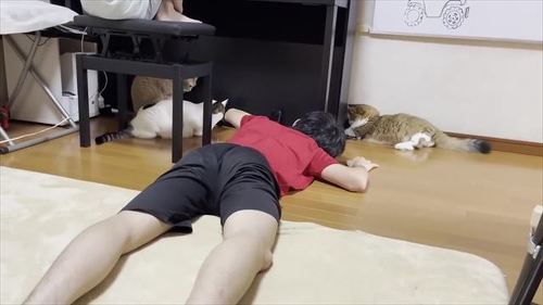 お兄ちゃんを手伝う猫たち