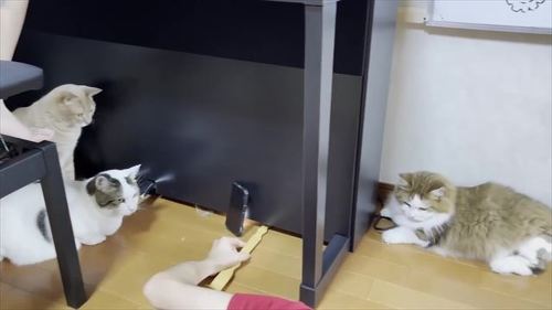 お兄ちゃんを手伝う猫たち