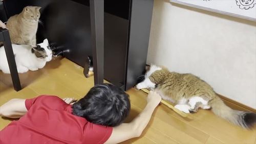 お兄ちゃんを手伝う猫たち