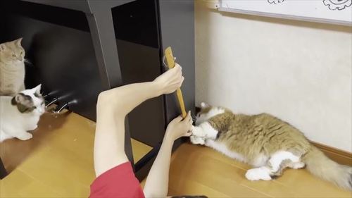 お兄ちゃんを手伝う猫たち