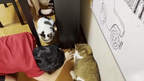 お兄ちゃんを手伝う猫たち
