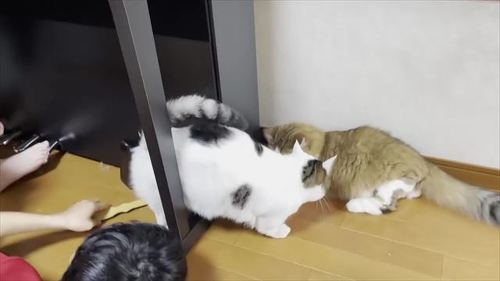 お兄ちゃんを手伝う猫たち
