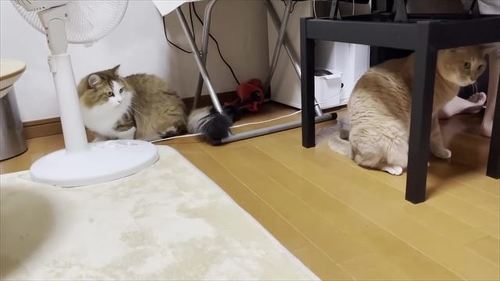 お兄ちゃんを手伝う猫たち