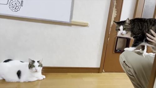 お兄ちゃんを手伝う猫たち