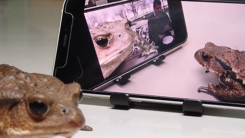 右下を見るカエル