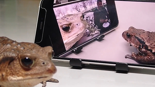 リズムを刻むカエル