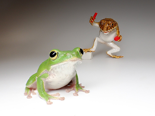 シュレーゲルアオガエル