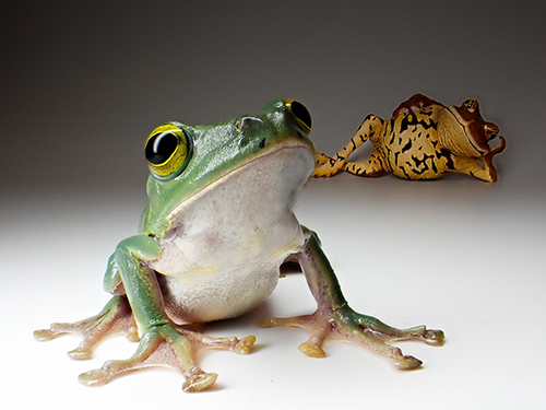 オキナワアオガエル