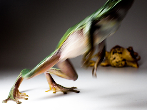 オキナワアオガエルNGシーン