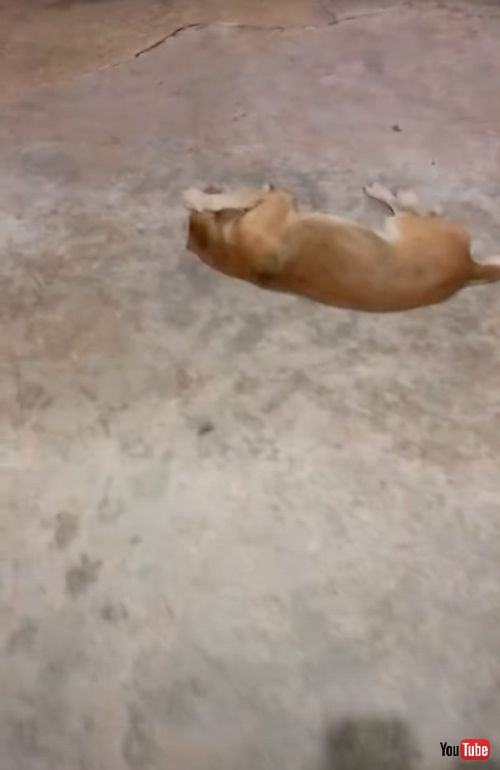 女性の歌に耳をふさぐ犬