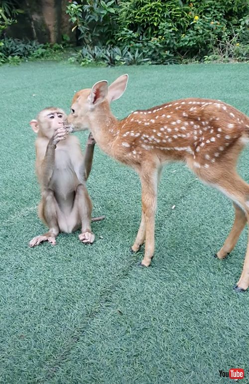 友達になりたいサルと鹿