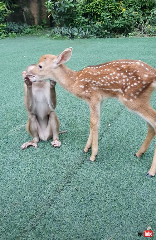 友達になりたいサルと鹿