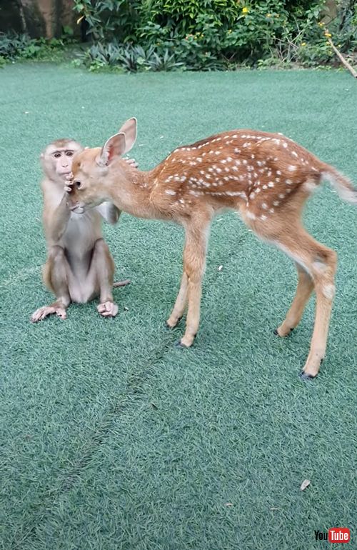 友達になりたいサルと鹿