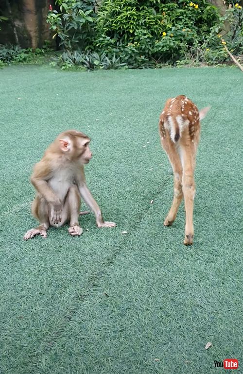 友達になりたいサルと鹿