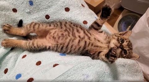 バンザイして寝てる