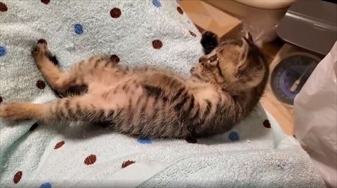体を起こす子猫