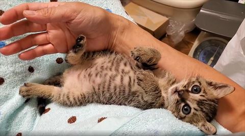 あおむけでカメラ目線