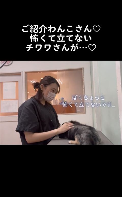 ぼくちょっと立てないですの犬