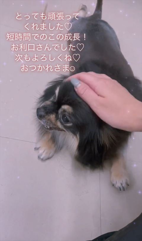 トリミング終了