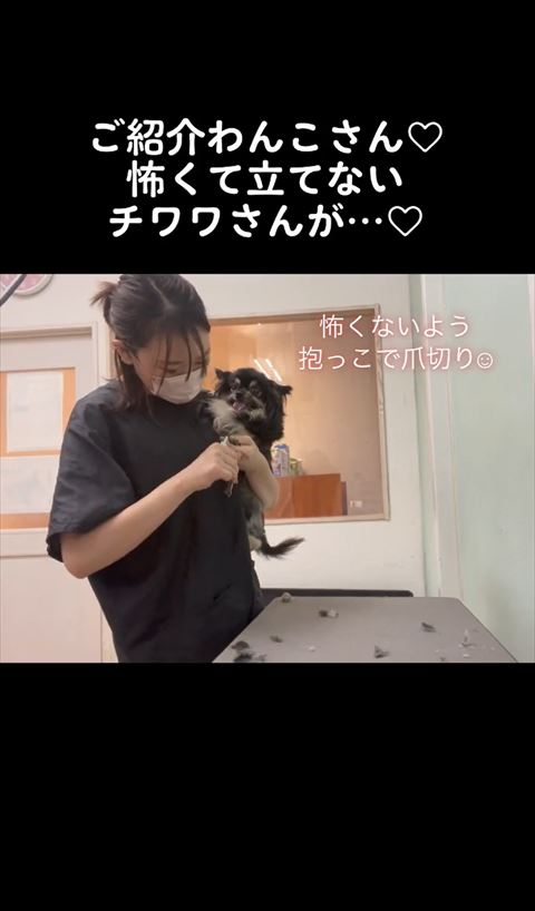 抱っこされてるワンコ