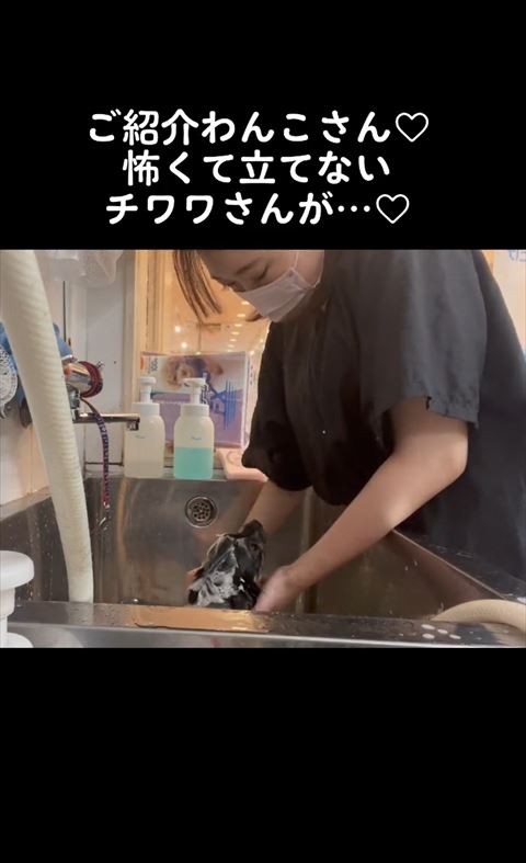 シャンプー中に見つめる